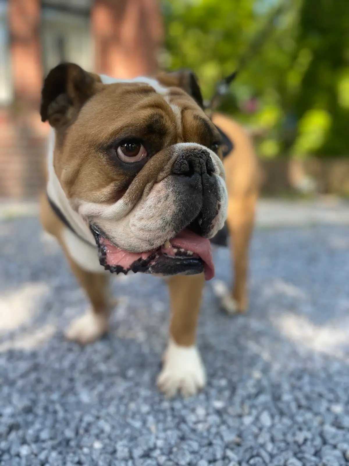 A happy dog at Happy Puppies The Hague