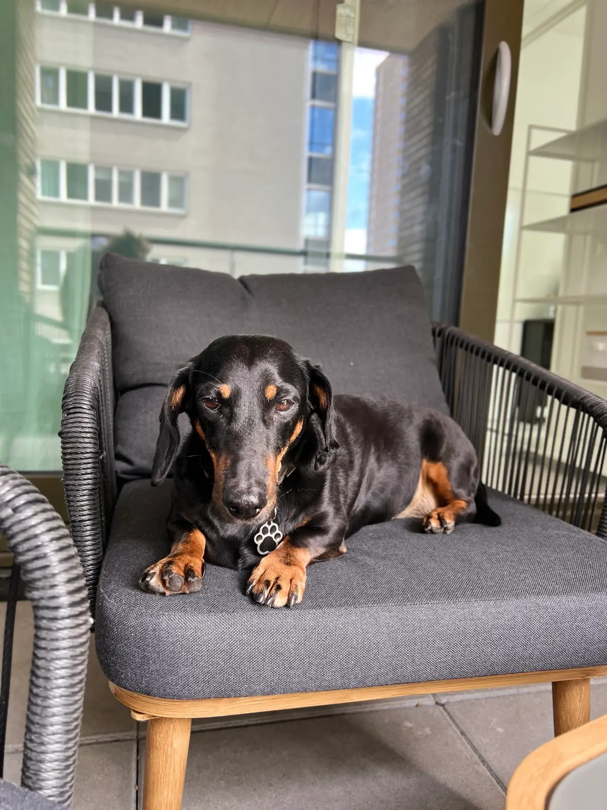 Doggy daycare at Happy Puppies The Hague