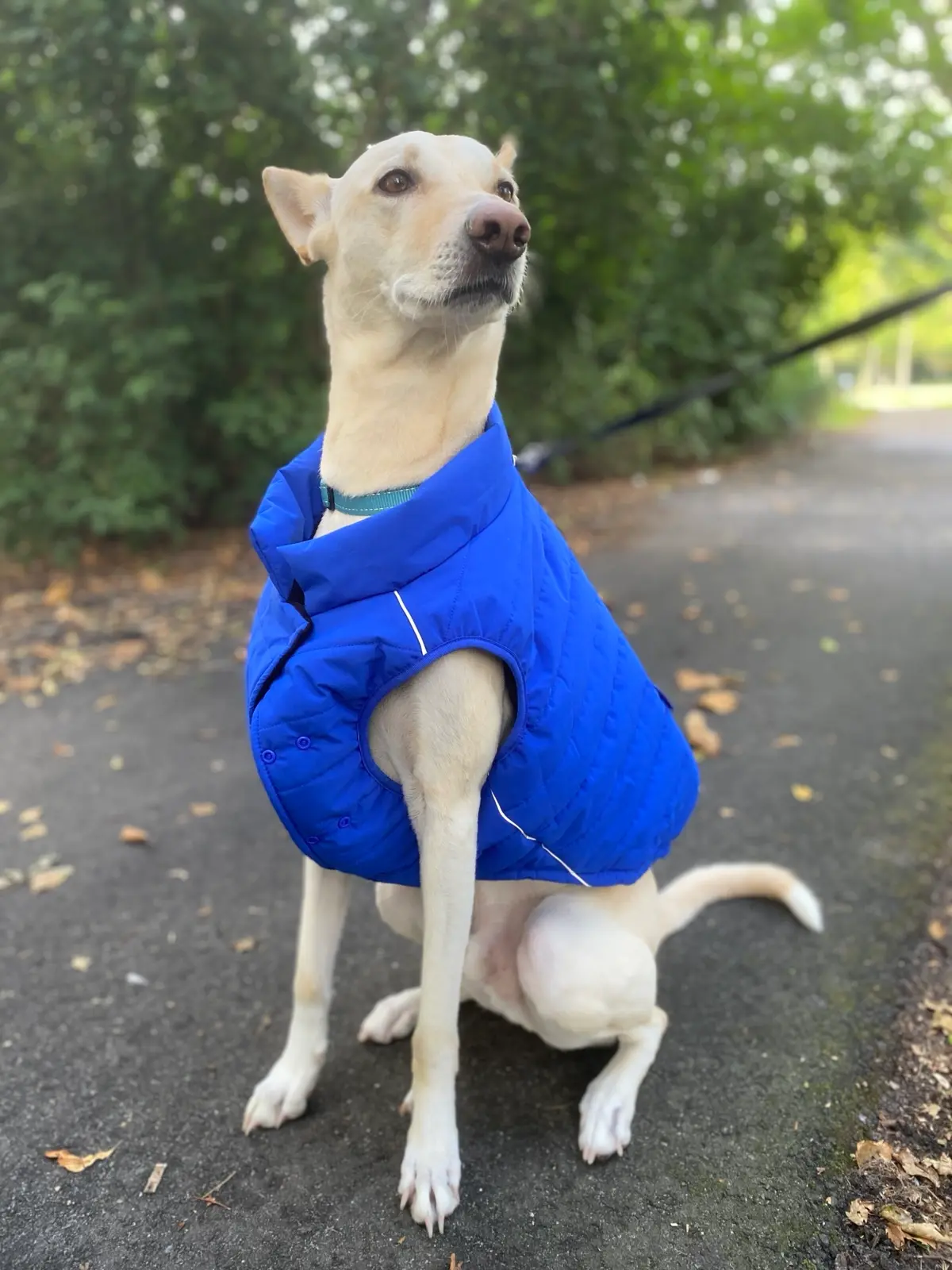 A husky with a floral crown in an elegant setting