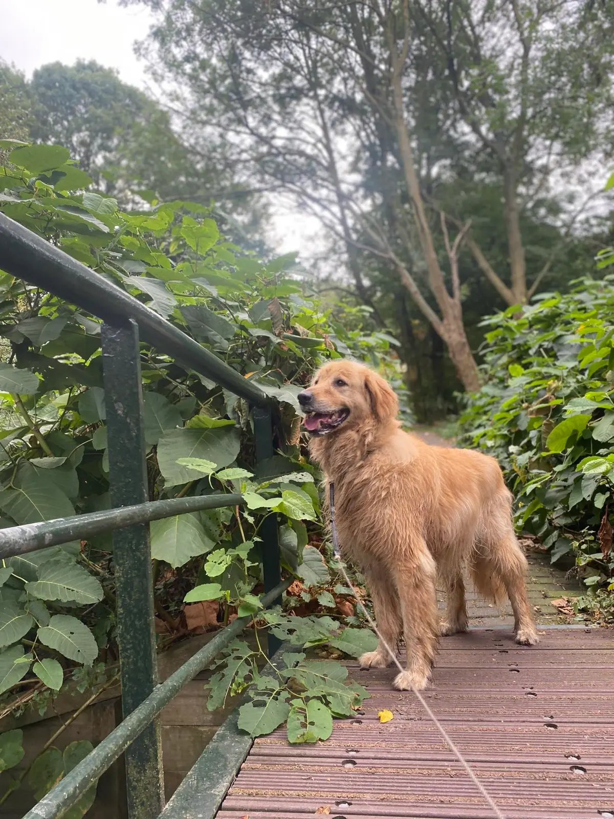 Dog walking in The Hague