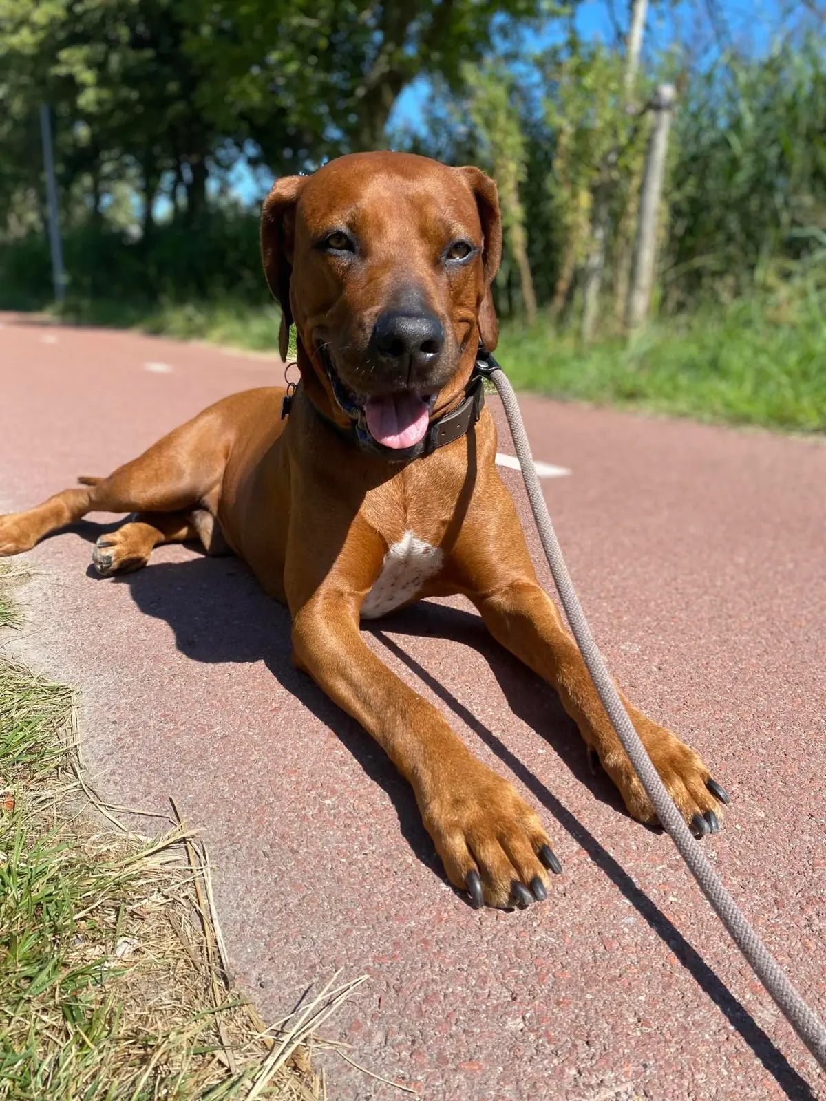 A husky dressed as a captain at the helm of a yacht at golden hour