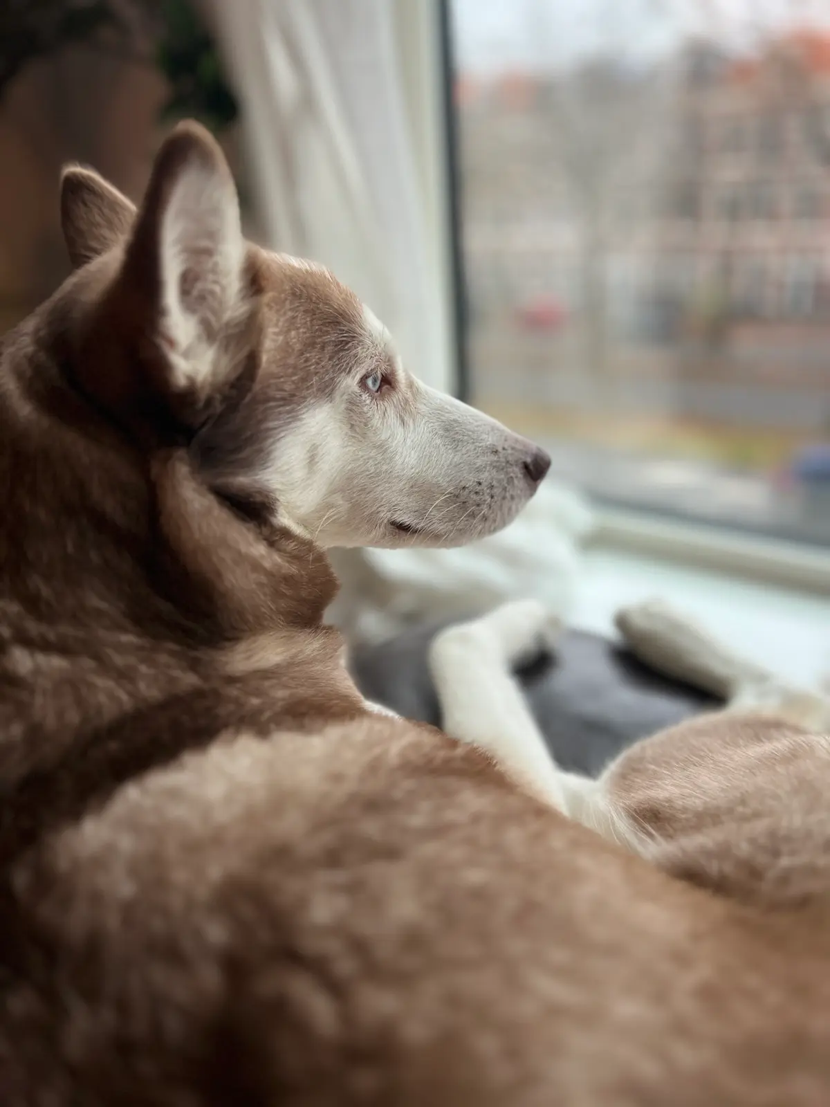 A husky wearing a beautiful floral crown, representing the love and care at Happy Puppies