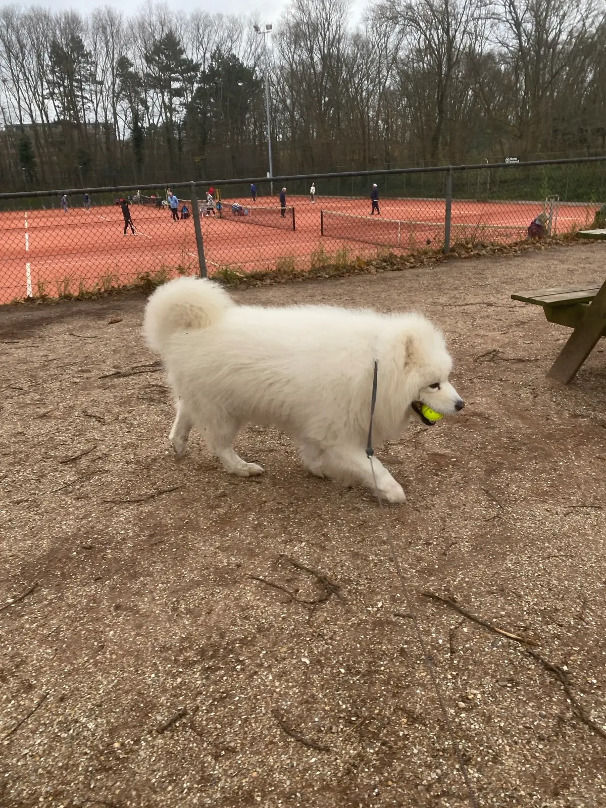 A lifestyle flat lay with a dog portrait T-shirt