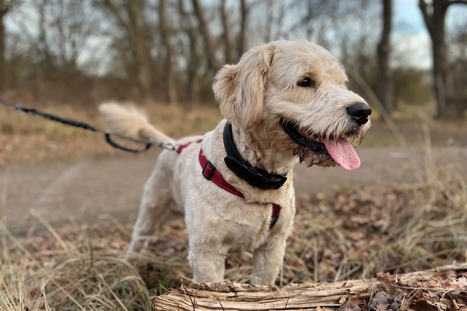 A happy dog relaxing — life at Happy Puppies The Hague
