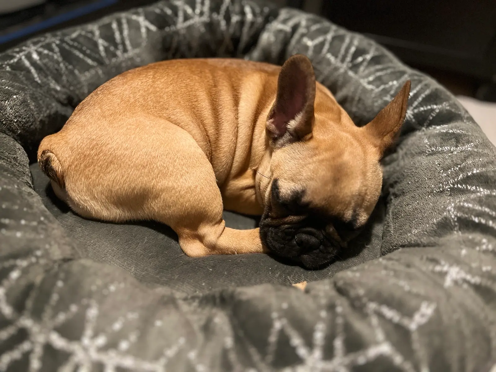 Puppy care at Happy Puppies The Hague