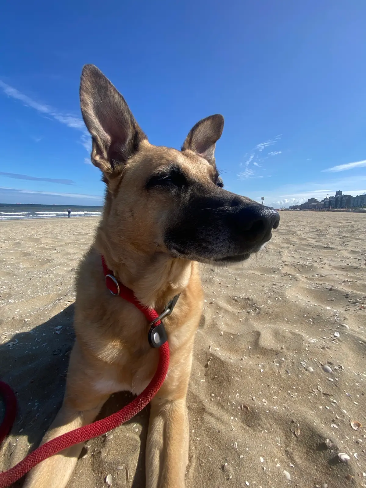 A husky relaxing on a luxury white beach lounger