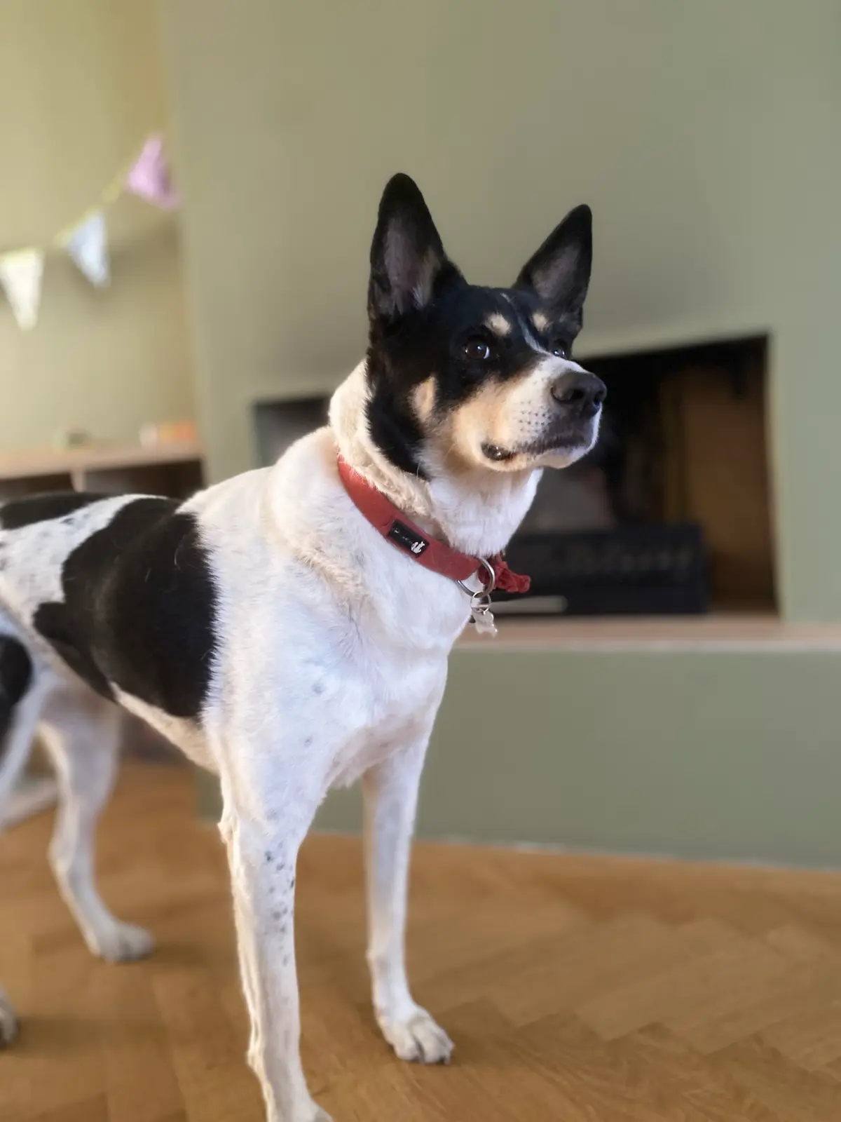 A framed dog portrait in a luxury home entryway