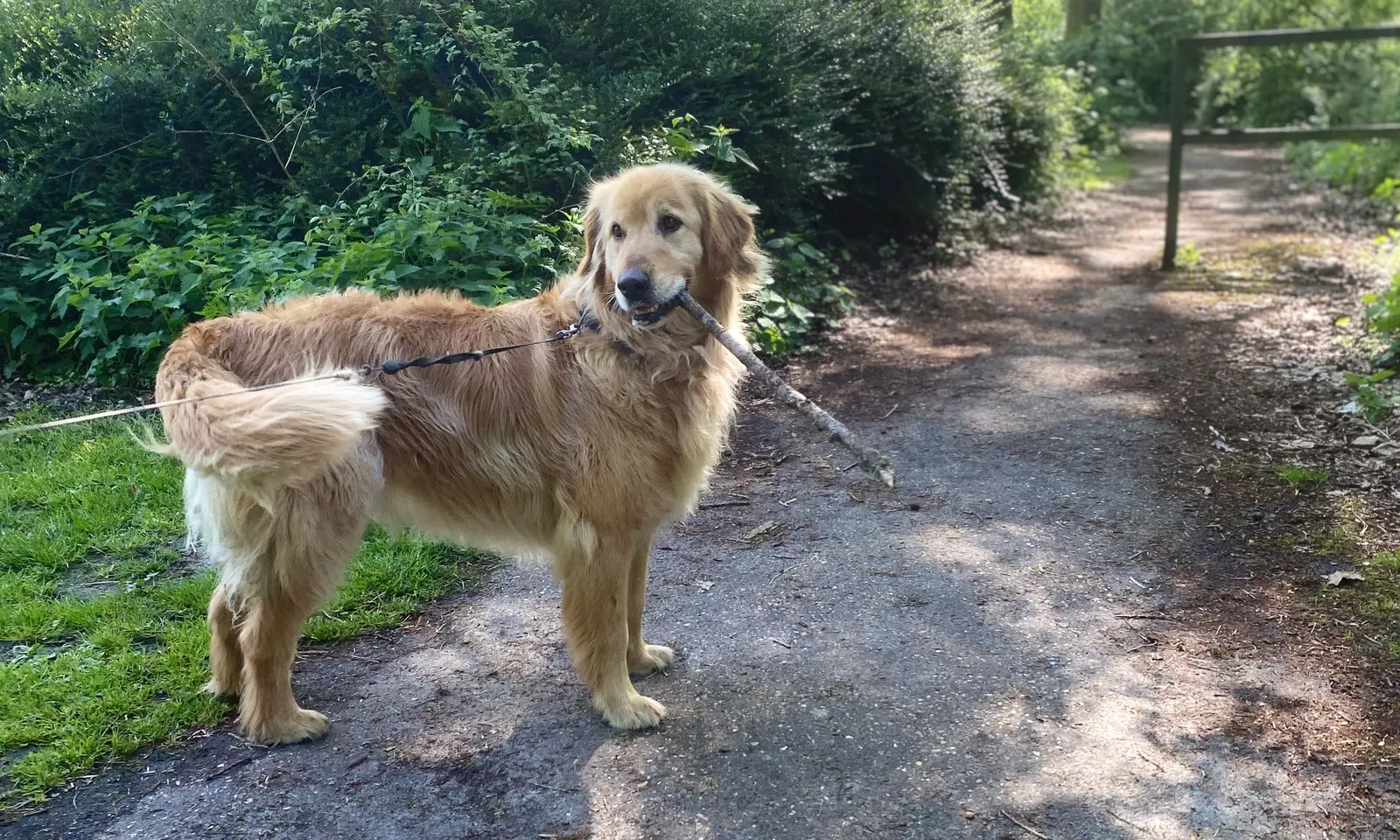 Lucky — Golden Retriever