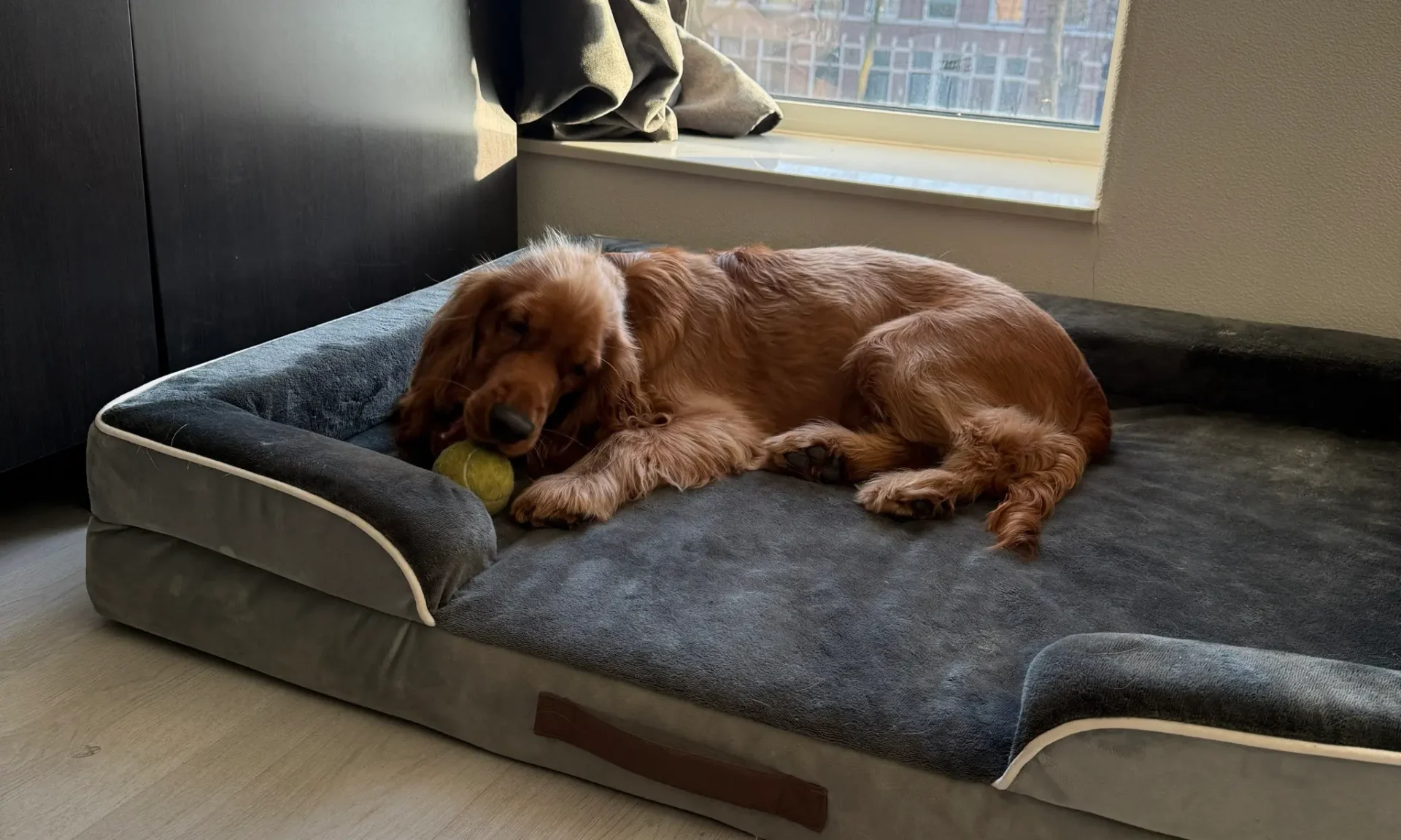 Zuko — Cocker Spaniel