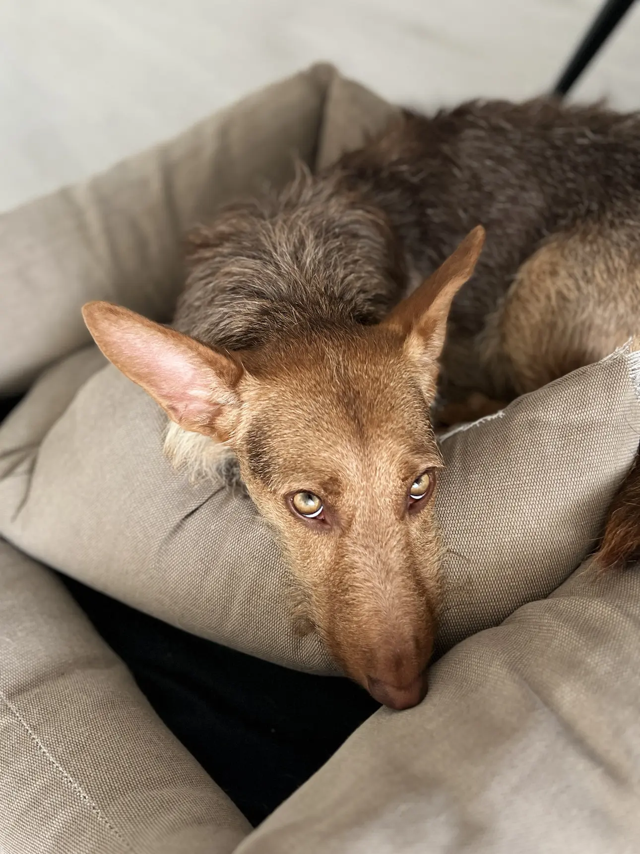 Jackie — Jack Russell Mix
