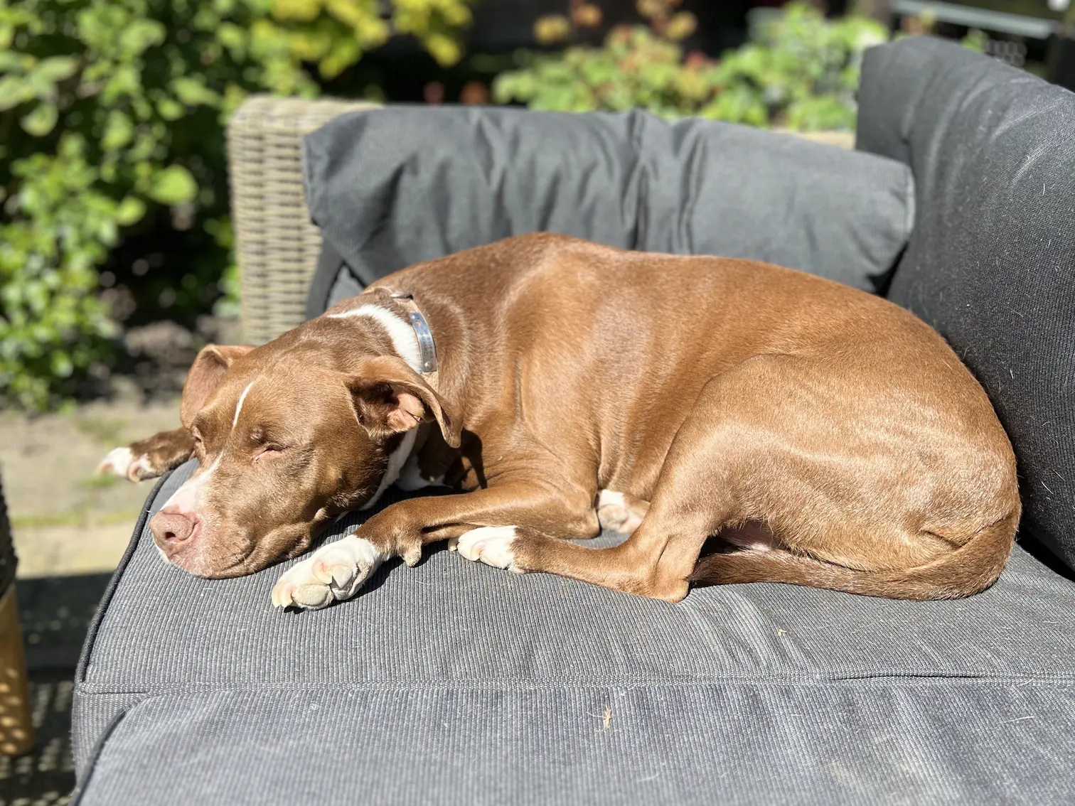 Qweenie — American Staffordshire Terrier