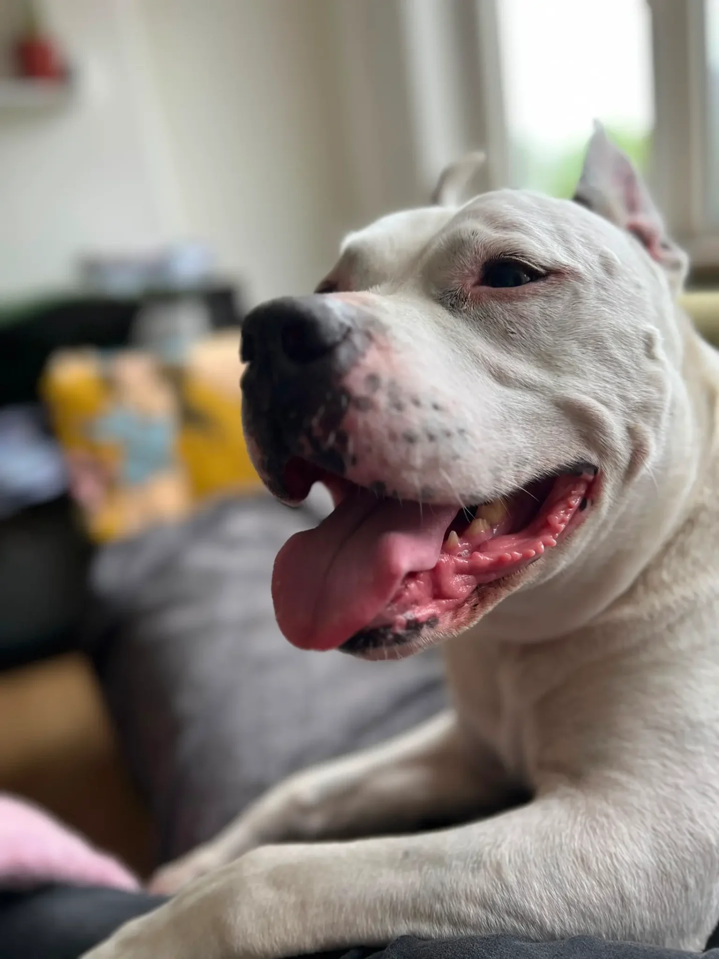 Ollie — American Staffordshire Terrier