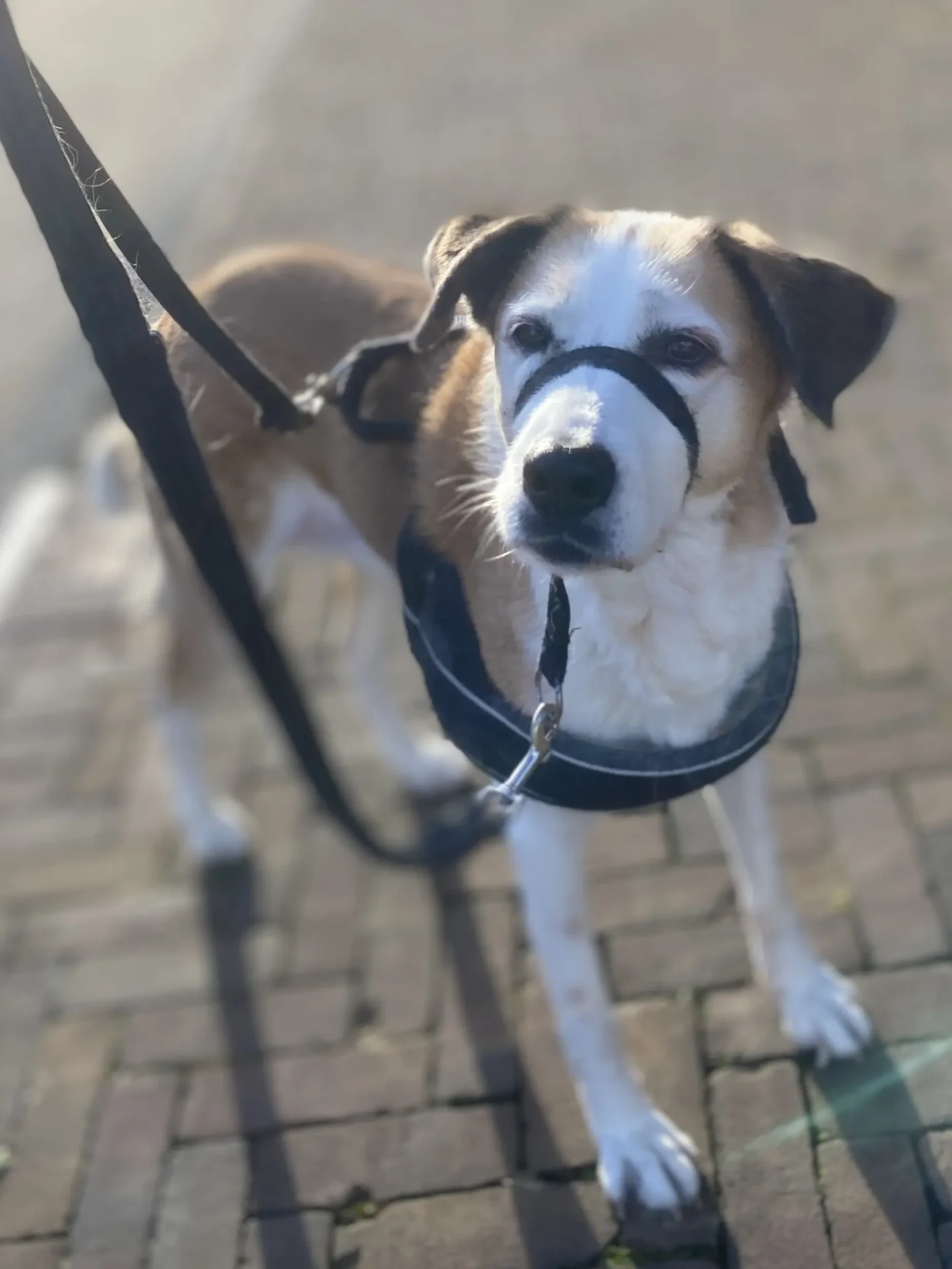 Bella — Beagle mix