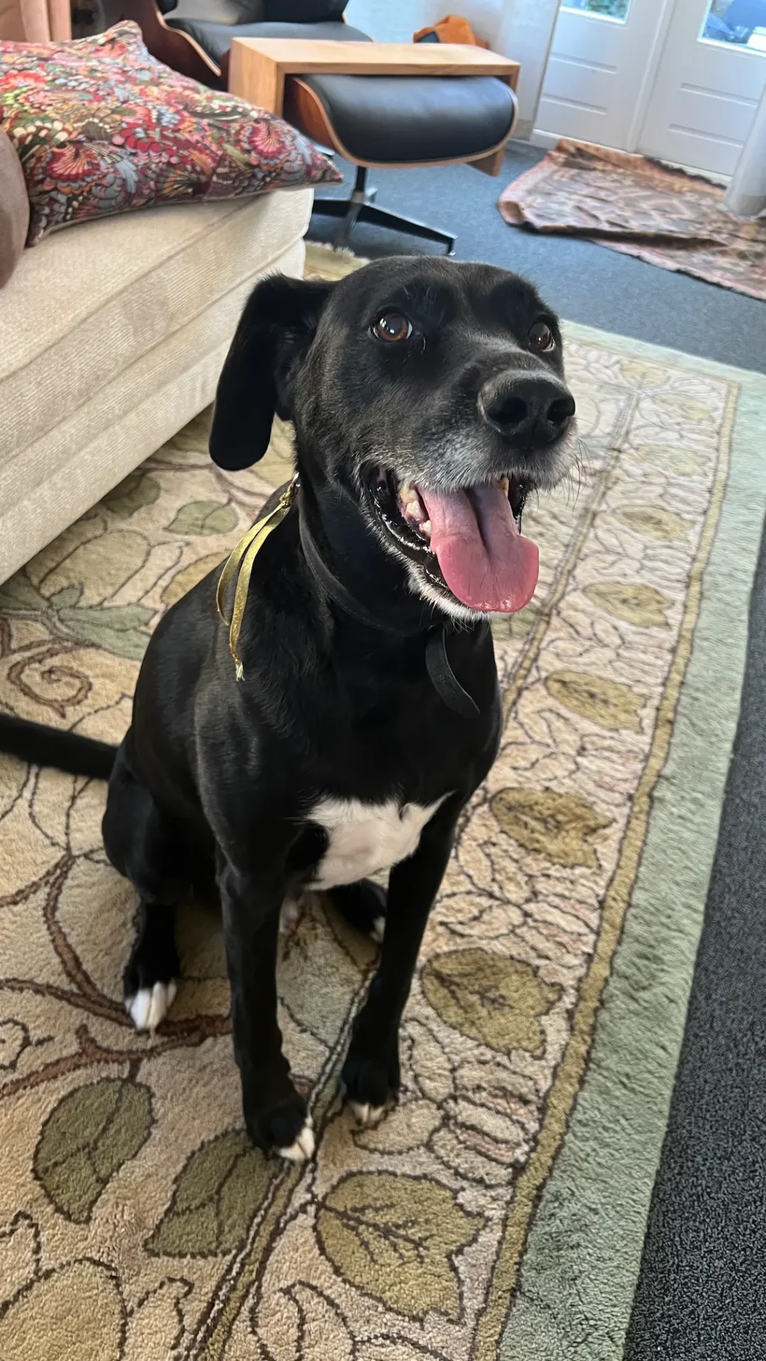 Finn — Labrador Mix