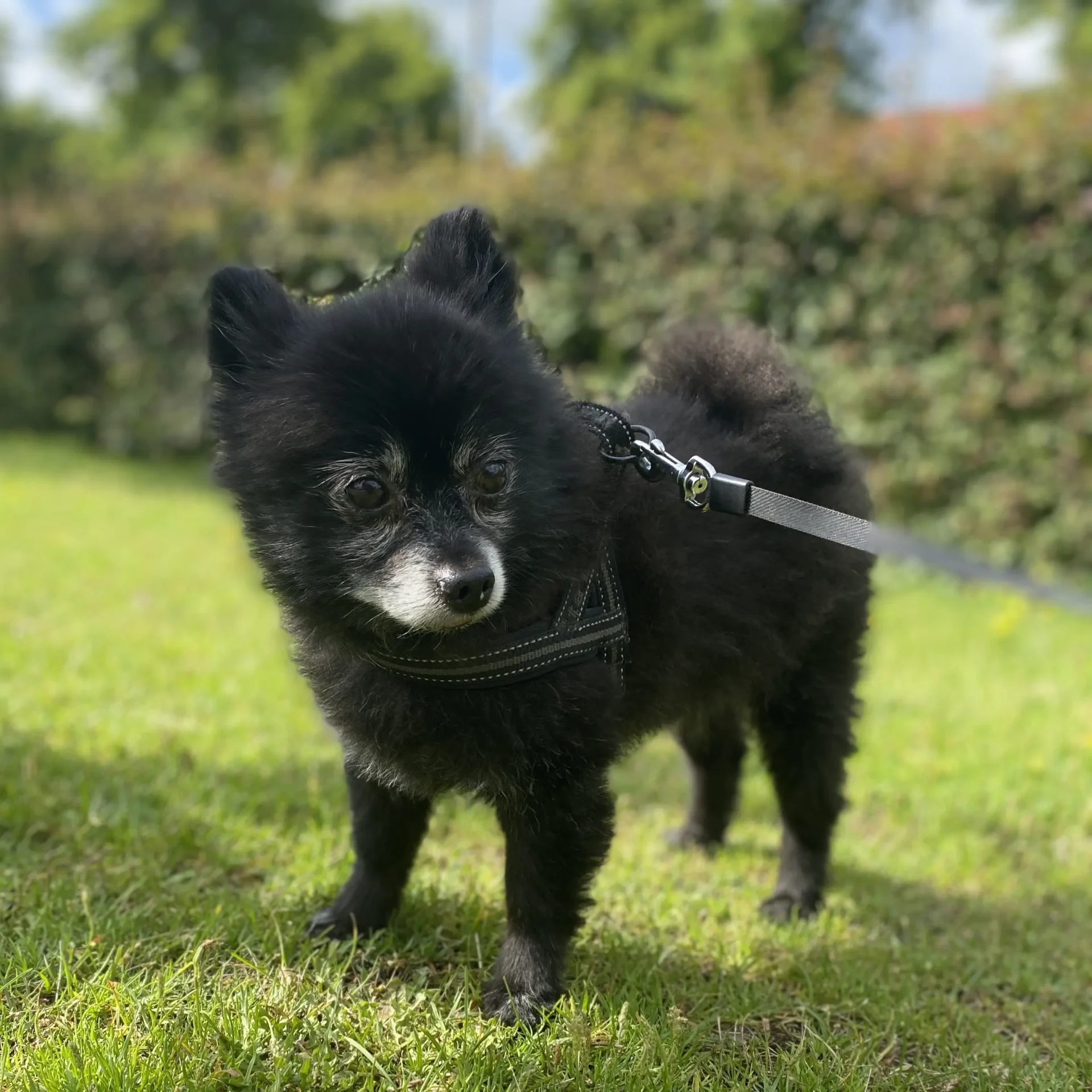 Chico — Pomeranian
