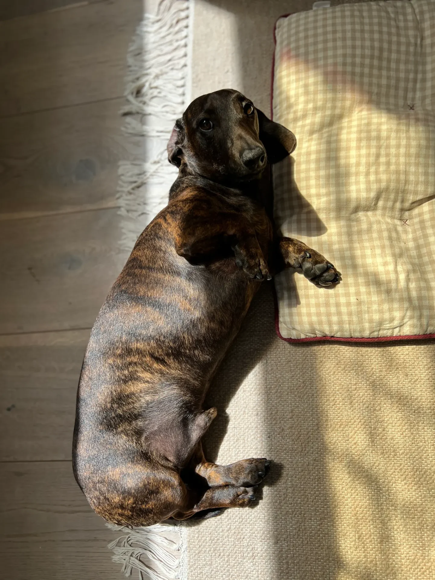 Sigge — Brindle Dachshund