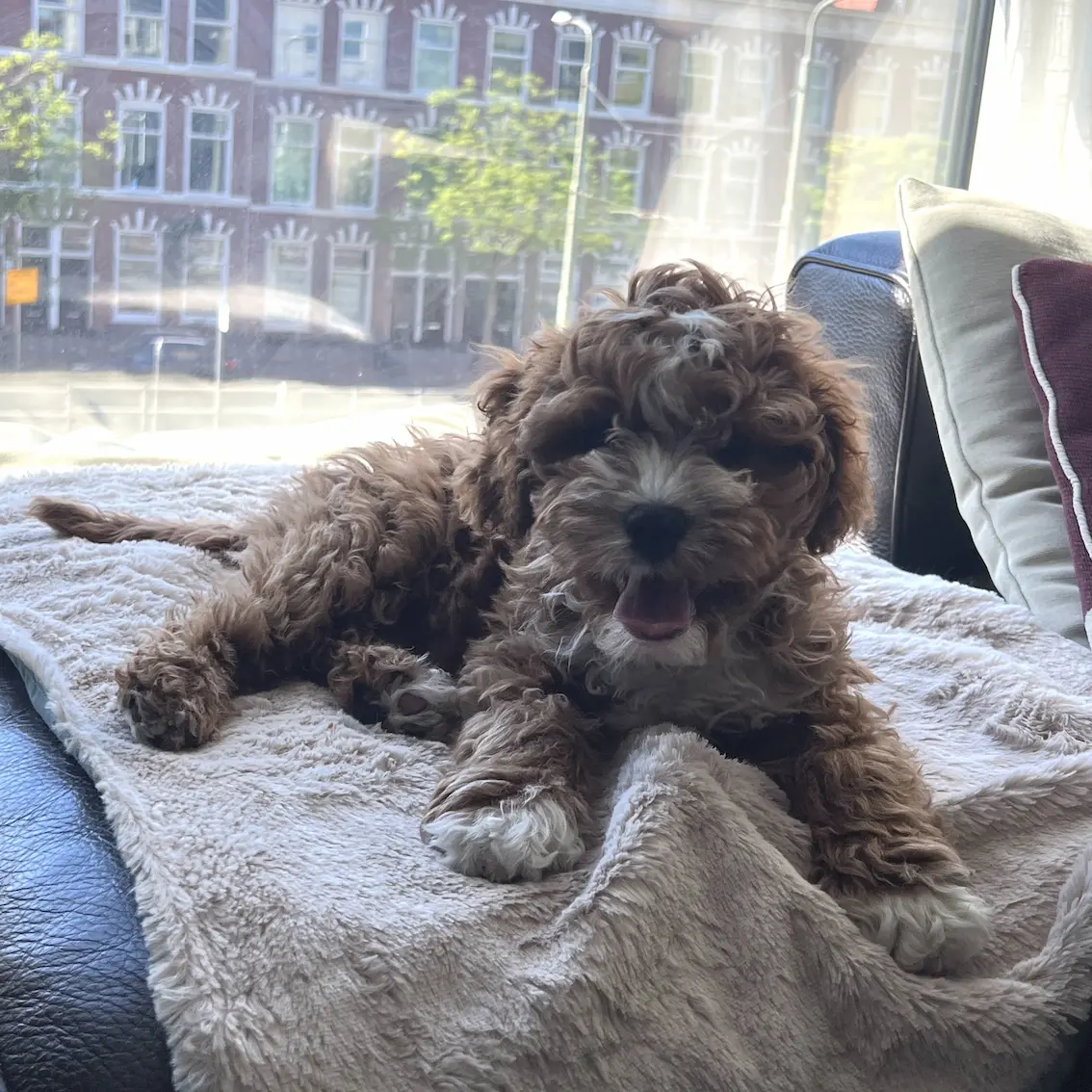Frankie — Cavapoo