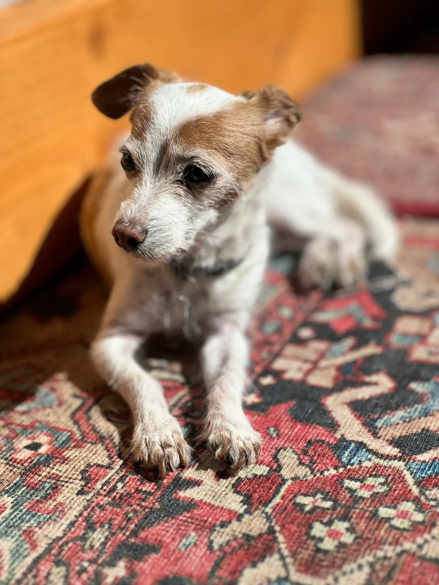 Nana — Chihuahua