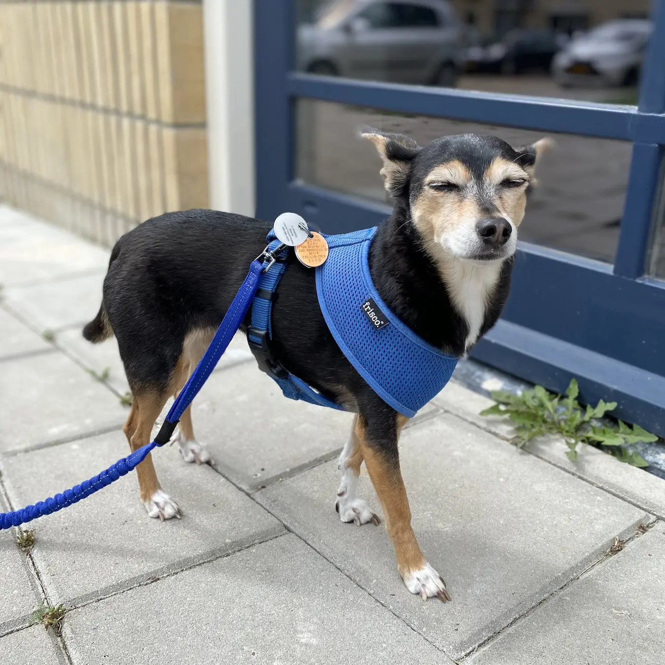 Bonnie — Chihuahua