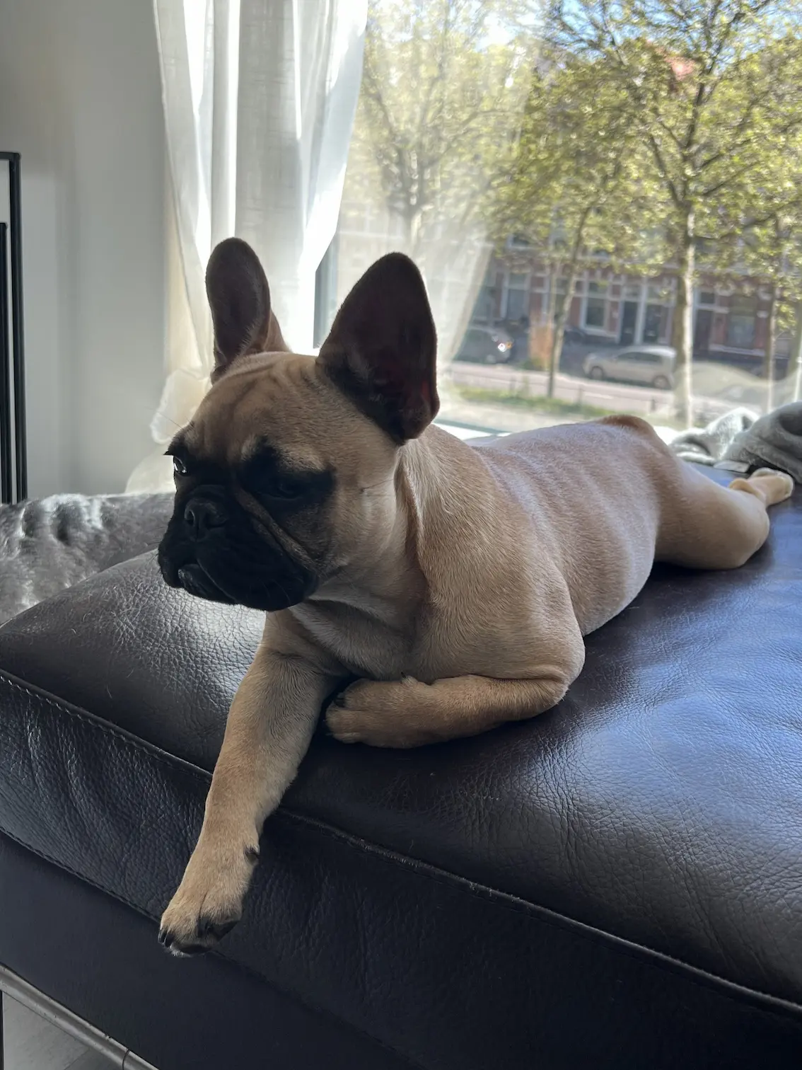 Evi — French Bulldog