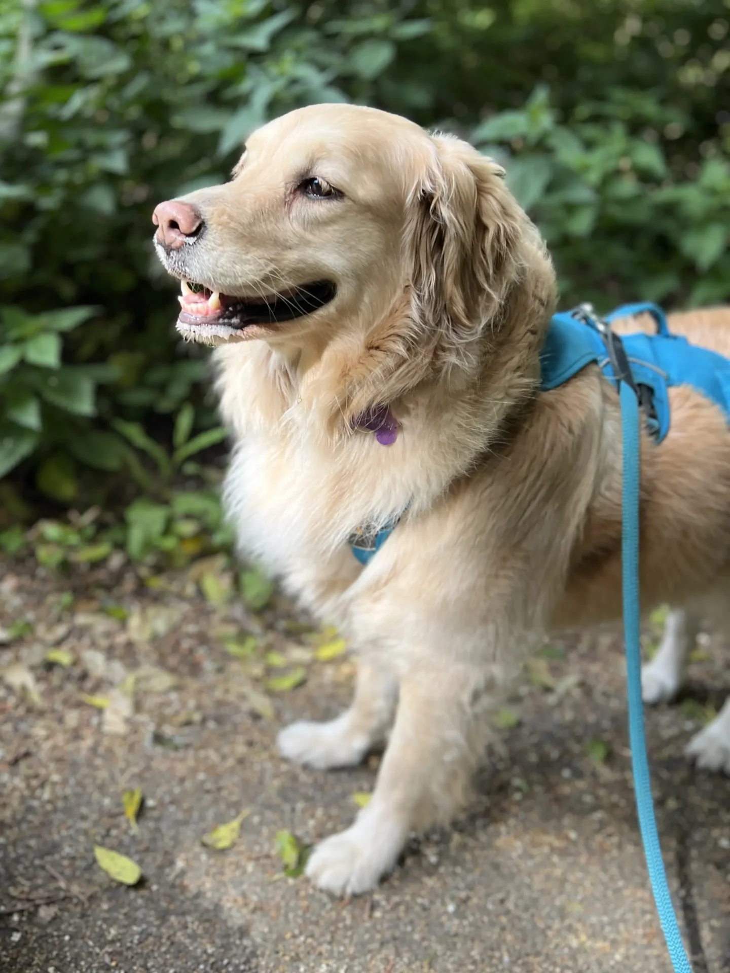 Ofelia — Golden Retriever