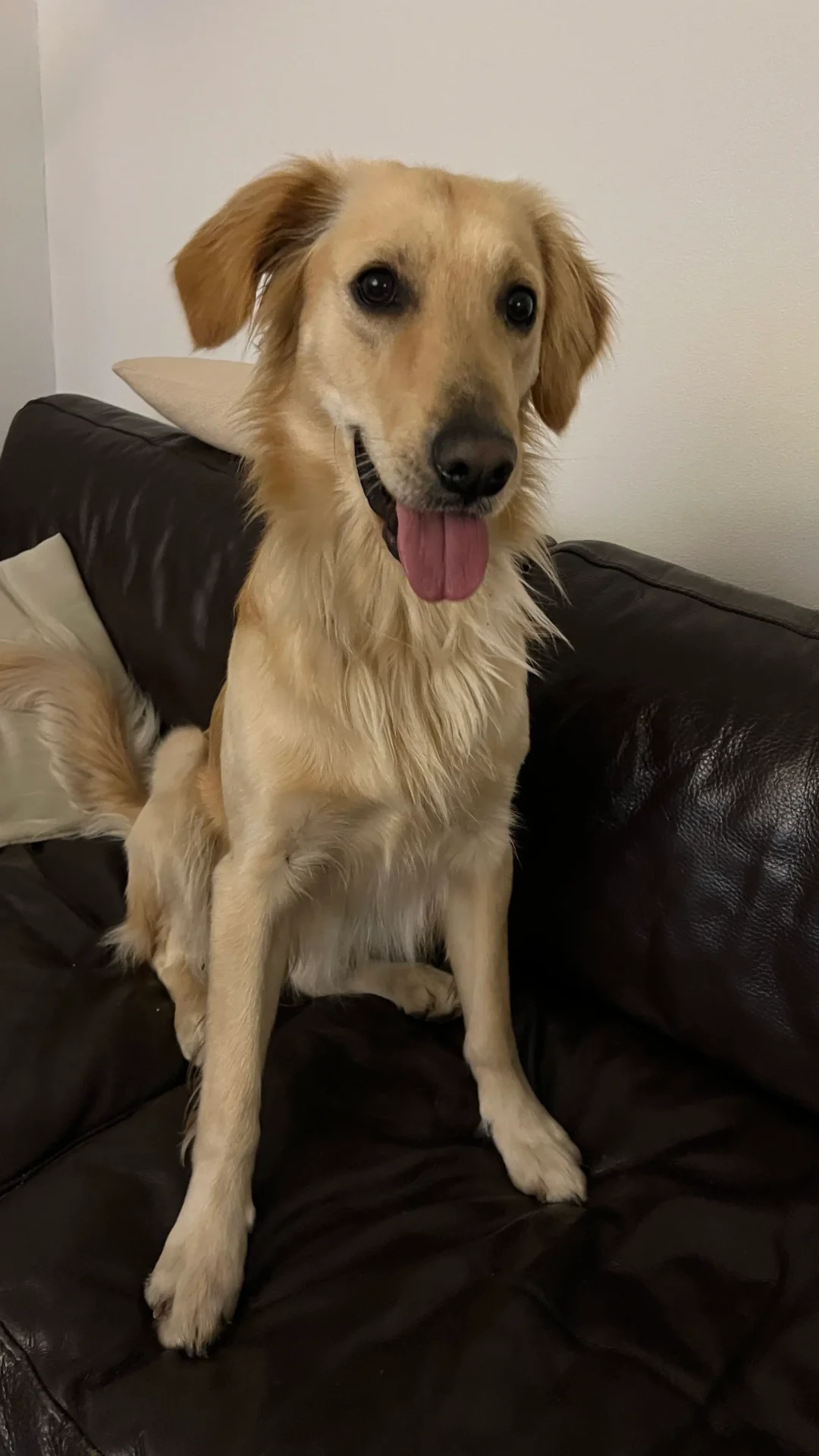Lepel — Golden Retriever Mix