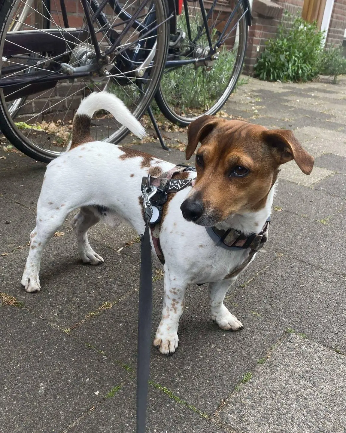 Fadito — Jack Russell Terrier
