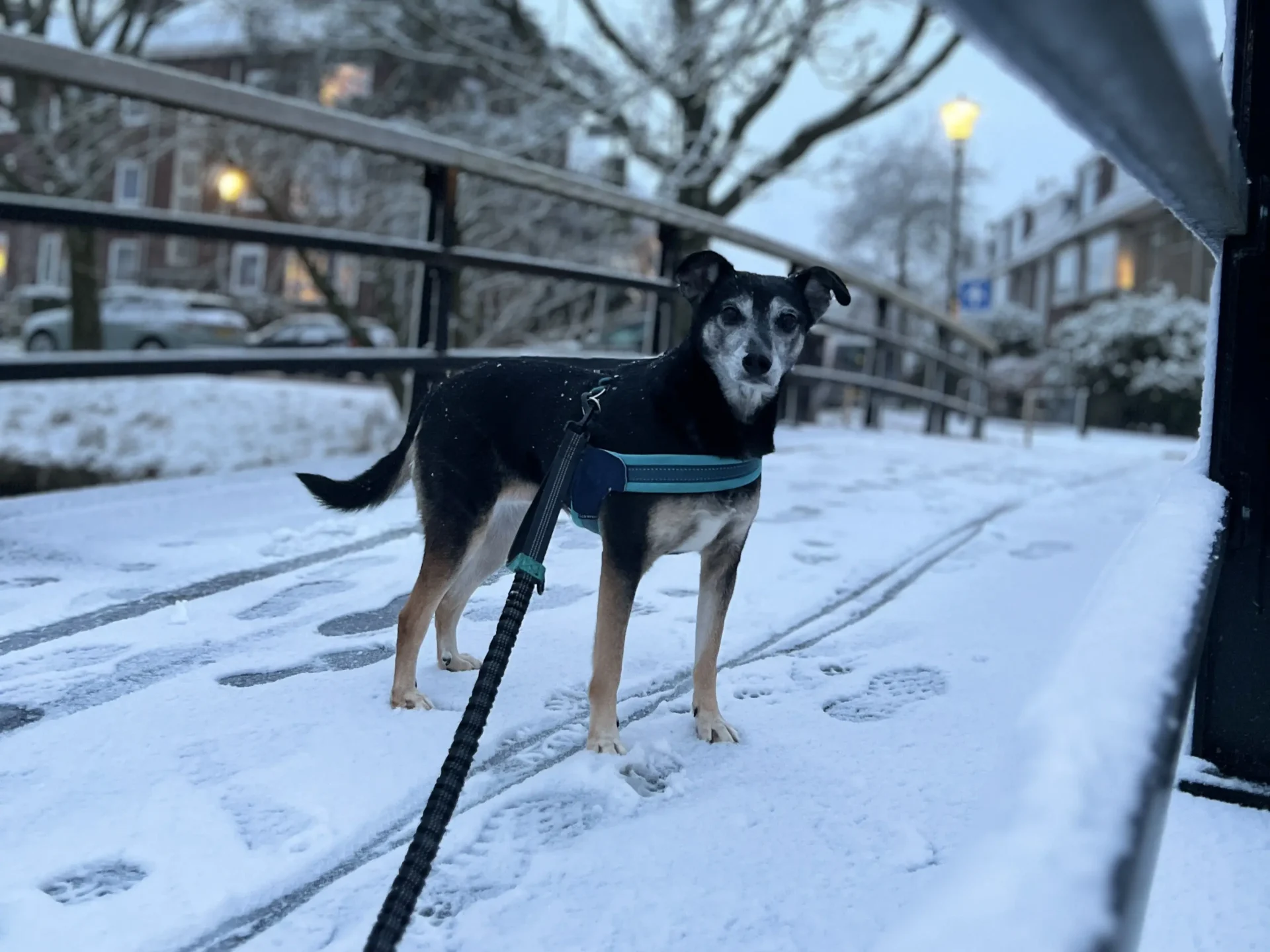 Ellia — Mix Breed