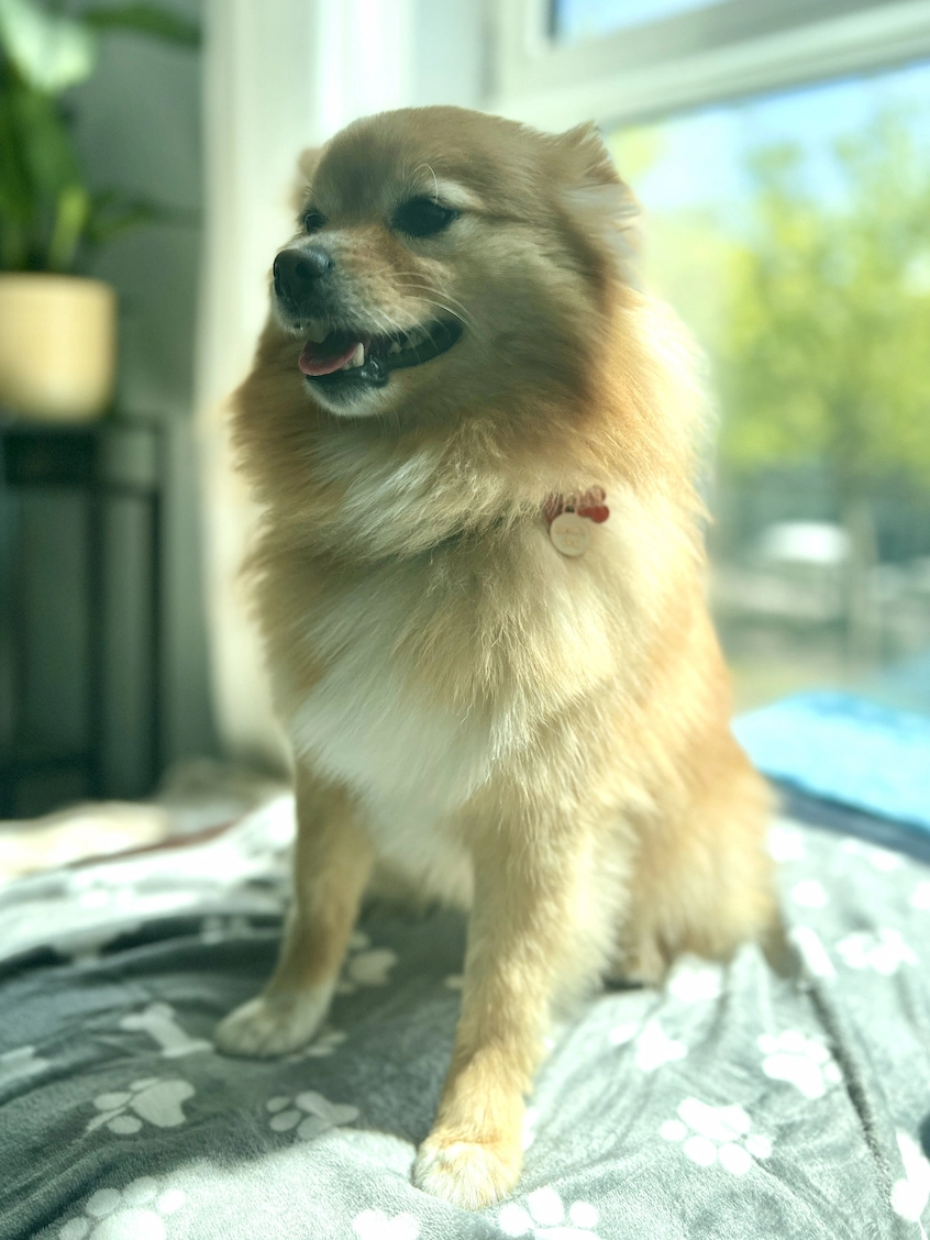 Milo — Pomeranian