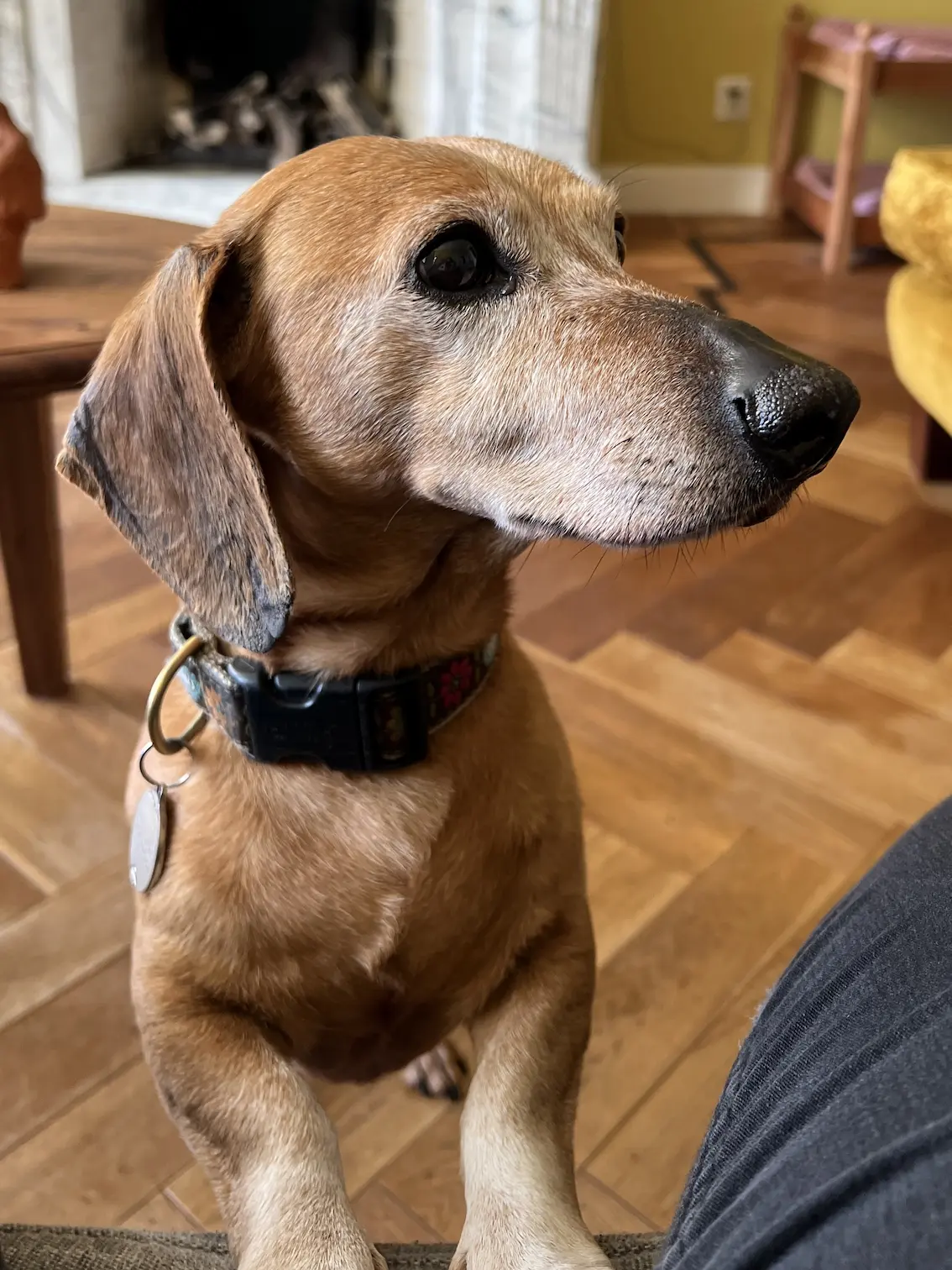 Koentje — Dachshund