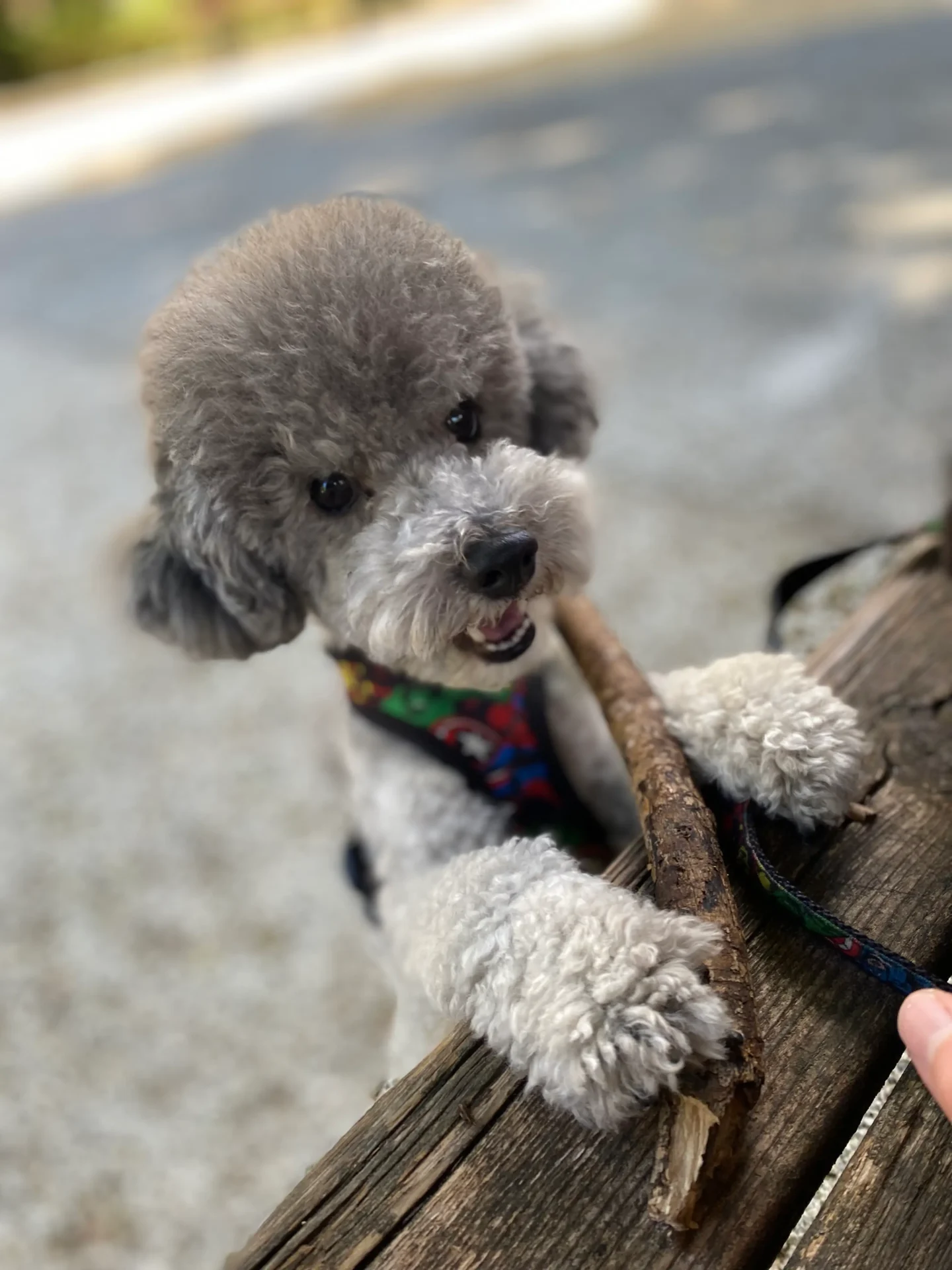 Morrison — Toy Poodle