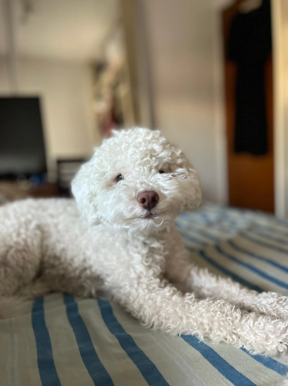 Coki — Bichon-frise